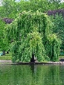 https://upload.wikimedia.org/wikipedia/commons/thumb/b/b8/Willow.jpg/260px-Willow.jpg